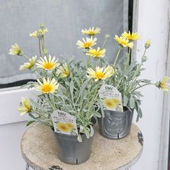 花苗 PW ガザニア ビースト シルバーフォックス 3.5号 多年草 イエロー 四季咲き おしゃれ