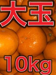 和歌山産　大玉蔵出しみかん　10kg