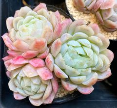 ピンクネーション　3頭　韓国苗　多肉植物