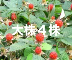 ⭐️木苺苗(大)4株⭐️抜き苗大株　草苺 クサイチゴ くさいちご　野いちご　野イチゴ　野苺