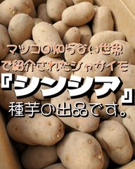 インカのひとみ/シャドークイーンと共にテレビ放送されて一躍有名になったジャガイモ『シンシア』検疫合格品　種芋　 箱抜き 1,500g