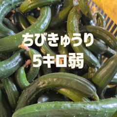 ちびきゅうり　チビきゅうり　もぎりきゅうり　摘果きゅうり　農家直送美味しいきゅうり！ 5キロ弱！ サイズバラバラ！ 曲がりきゅうり　訳あり　きゅうり　5キロ　5kg