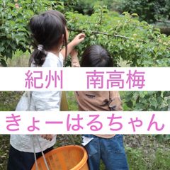 518⚫︎黄梅　 3L 5kg