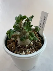 アデニウム ドーセットホーン 獅子葉 × 杉山悠 鉢 アデニウム