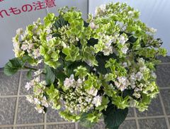 【値下げ】　紫陽花　ララ　５号鉢　ピンク　庭木　アンティークカラー