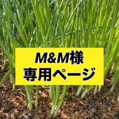 M＆M様専用ページ‼️玉ねぎ苗