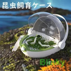 蝶の標本セット（ガラスケース入り） 2025年最新】標本 ケース 蝶の人気アイテム - メルカリ