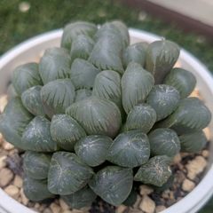 多肉植物ハオルチア属 オブツーサ