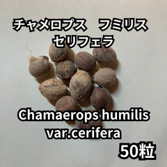 【種】50粒　Chamaerops humilis var.cerifera　チャメロプス　フミリス　セリフェラ