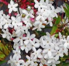 ハゴロモジャスミン 挿し穂 または 苗