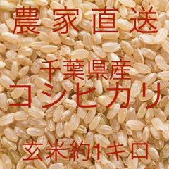 【農家直送】千葉県産コシヒカリ 玄米 お試しサイズ 約１キロ(900g以上保証)