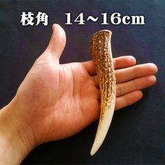 【鹿角】おまかせ 枝角 14cm～16cm エゾ鹿 エゾシカ えぞ鹿 用途自由 ペットおもちゃ、アクセサリー色々。北海道エゾシカつの
