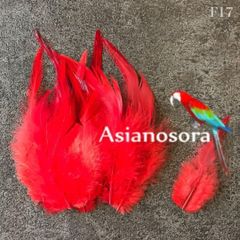 ❤️【F17赤】高品質 羽根 フェザー ハンドメイド 素材 鳥 パーツ　鳥の羽根
