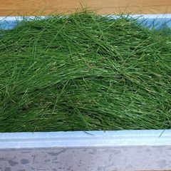 赤松の葉　葉のみ1kg　松葉ジュースや松葉茶などに