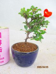 [讃岐屋緑兵衛] 小品盆栽 長寿梅 (42872瑠璃釉丸鉢)全高：16㎝ 宅配便発送