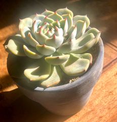 多肉植物　チワワエンシス