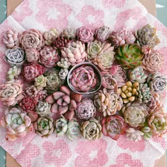 Sakula様      お得用 多肉植物寄せ植えセット