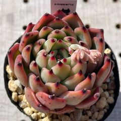 コタロウ　多肉植物　エケベリア　韓国苗