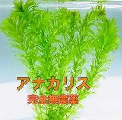2026年最新】アナカリスの人気アイテム - メルカリ