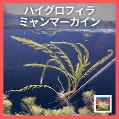 【希少種】ハイグロフィラ・ミャンマーカイン 1株 アクアリウム 水草 2HR Plants Works