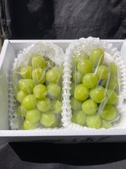 がっつ様専用！クール便！感謝祭❗️化粧箱入❗️送料無料❗️家庭用　岡山県産　シャインマスカット　2〜3房
