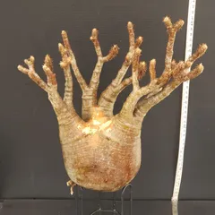 グラキリス 現地球 6本枝 おにぎり型 短枝 赤肌 コレクション 厳選