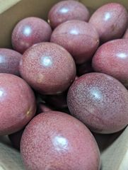 奄美大島産　パッションフルーツ　農薬・化学肥料不使用 奄美大島産 パッションフルーツ 農薬・化学肥料不使用