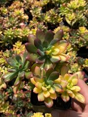 緑川ストア♥沖縄・離島別途送料 - メルカリShops