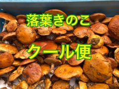 北海道産 落葉きのこ 600gクール便対応 - メルカリ