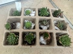 センペルビウム12種類セット♡𝐍𝐨.3