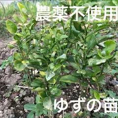 【農薬不使用】ゆずの苗 抜き苗 皮も種も使える シンボルツリーに 化粧水に ☆