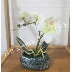 胡蝶蘭(白い妖精！)花器付き！ - メルカリ