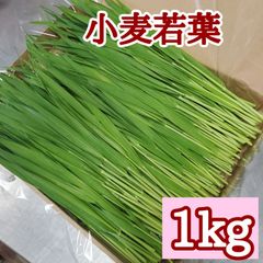 生牧草 小麦若葉(ウィートグラス)1kg