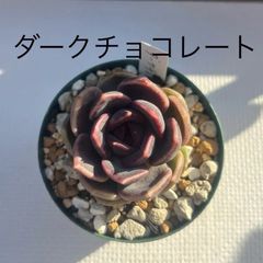エケベリア ダークチョコレート