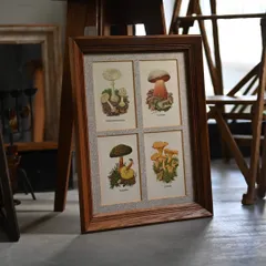 ヴィンテージフレーム「4種類のきのこ」希少なヴィンテージ図鑑からの切り離しと古い額縁のセット(アンティーク雑貨 蚤の市 ボタニカルアート 植物画 レトロ  額縁 絵 ポスター  インテリア アート 古道具 店舗什器 キノコ リビング ブロカント 暮らし 骨董)