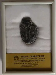 三葉虫の化石 美麗 タピノカリメネ UK産 本物保証