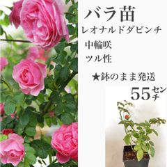 バラ苗・苗木　レオナルドダビンチ　55㌢　中輪咲　ツル性　★写真のものをそのまま発送致します！