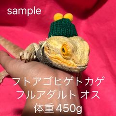 【50 コス】トカゲにも使える! ミニ ニット帽 ポンポン2個付 爬虫類 小動物
