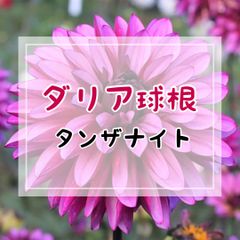【球根】ダリア・タンザナイト（ステラ咲き・中輪咲・中高性）／1球