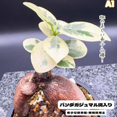 激レア フィカス パンダガジュマル 斑入り 希少 レア 観葉植物