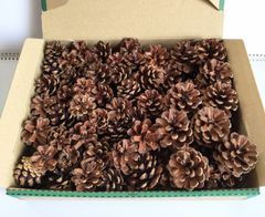 松ぼっくり(100個) 自然 天然 リース アレンジ ハンドメイド 素材 材料