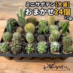 【専用出品】サボテン　ミニサボテン　抜き苗　おまかせ　100個　2セット 133o07-s01.jpg