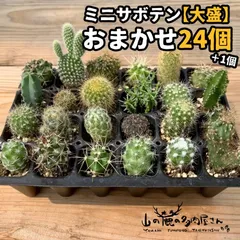 サボテン　セット①　品種たくさん 楽天市場】550円お得なセット販売 サボテン バニーカクタス 白桃