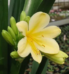 2026年最新】君子蘭黄色の人気アイテム - メルカリ