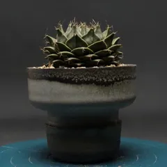オブレゴニア デニグリー 大疣選抜 実生 鉢植えメルカリ便送料込み Obregonia denegrii オブレゴニア 帝冠 大疣選抜 サボテン
