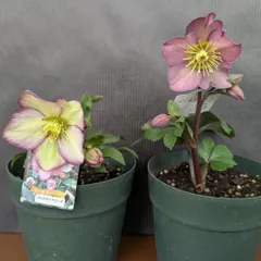 あだーじょ様ご検討用クリスマスローズニゲル