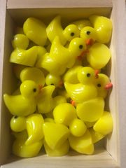 あひる黄色　10コ