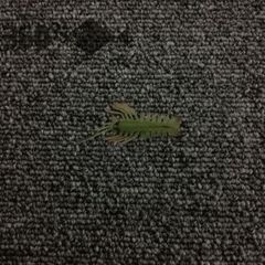 【神田釣具 360°】1563: used lure worm/@