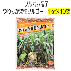 ソルガム種子　やわらか矮性ソルゴー　10kg　タキイ種苗【種】緑肥の種　夏に強い緑肥