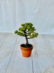蝦夷松　エゾ松　小品盆栽　ミニ盆栽　えぞまつ